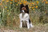 EPAGNEUL PAPILLON 097
